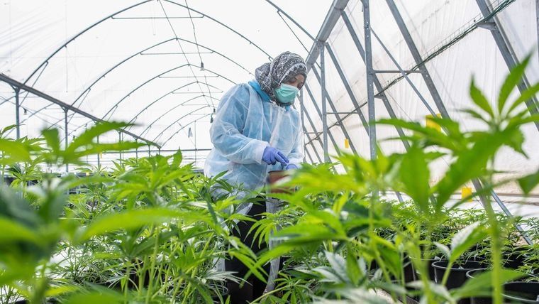 В Раду внесли законопроект о легализации каннабиса в медицинских целях