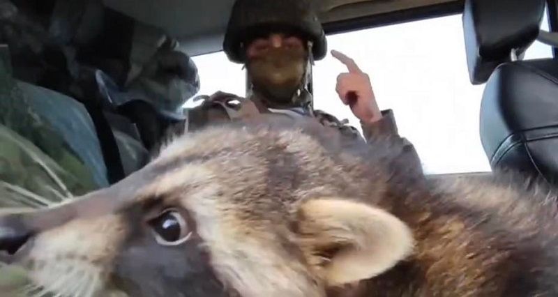 Украденного из Херсона енота российские десантники забрали в окопы