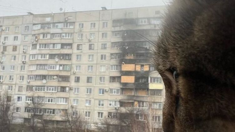 Кот Степан вернулся домой в Харьков