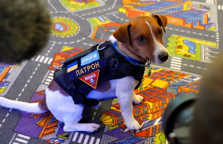 ЮНИСЕФ официально присвоил Патрону статус "Пса Доброй Воли"