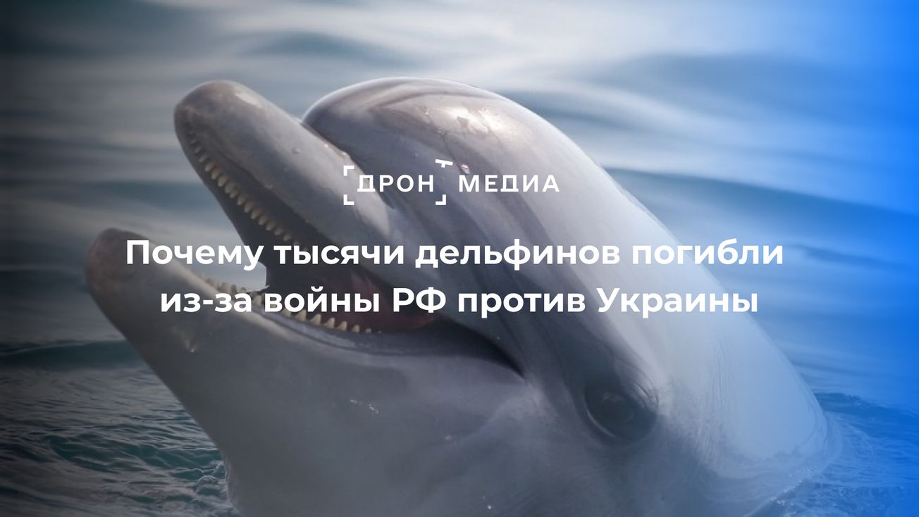 Почему тысячи дельфинов погибли из-за войны РФ против Украины