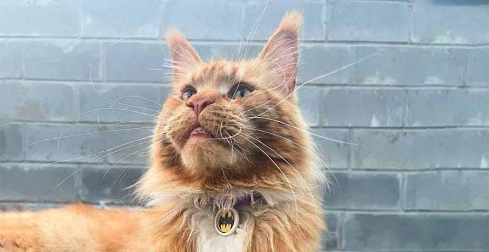 Как украинский кот сбежал от российских военных