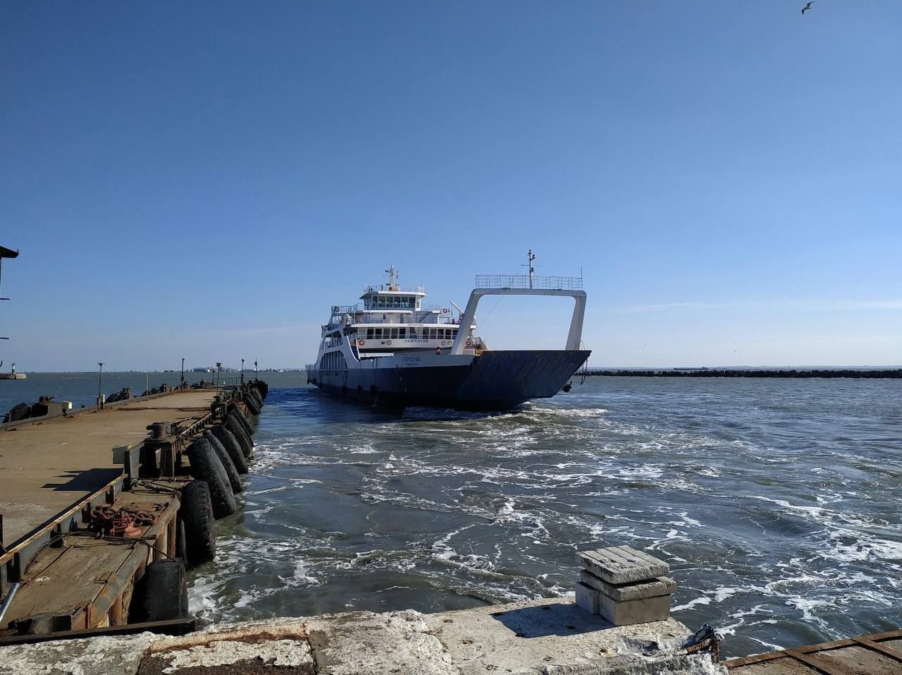 Экологическая катастрофа в Черном море набирает обороты: количество погибших дельфинов превысило 20