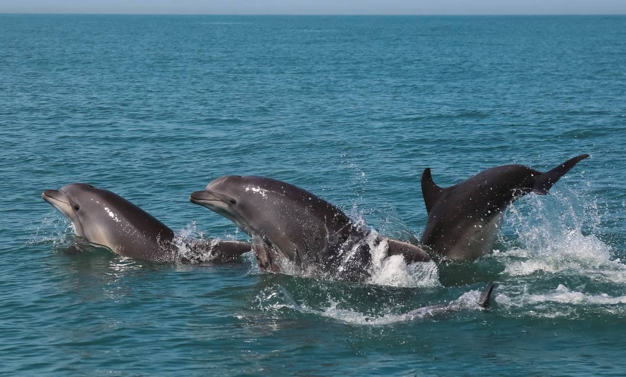 На побережье Черного моря находят мертвых дельфинов после разлива нефтепродуктов из танкеров