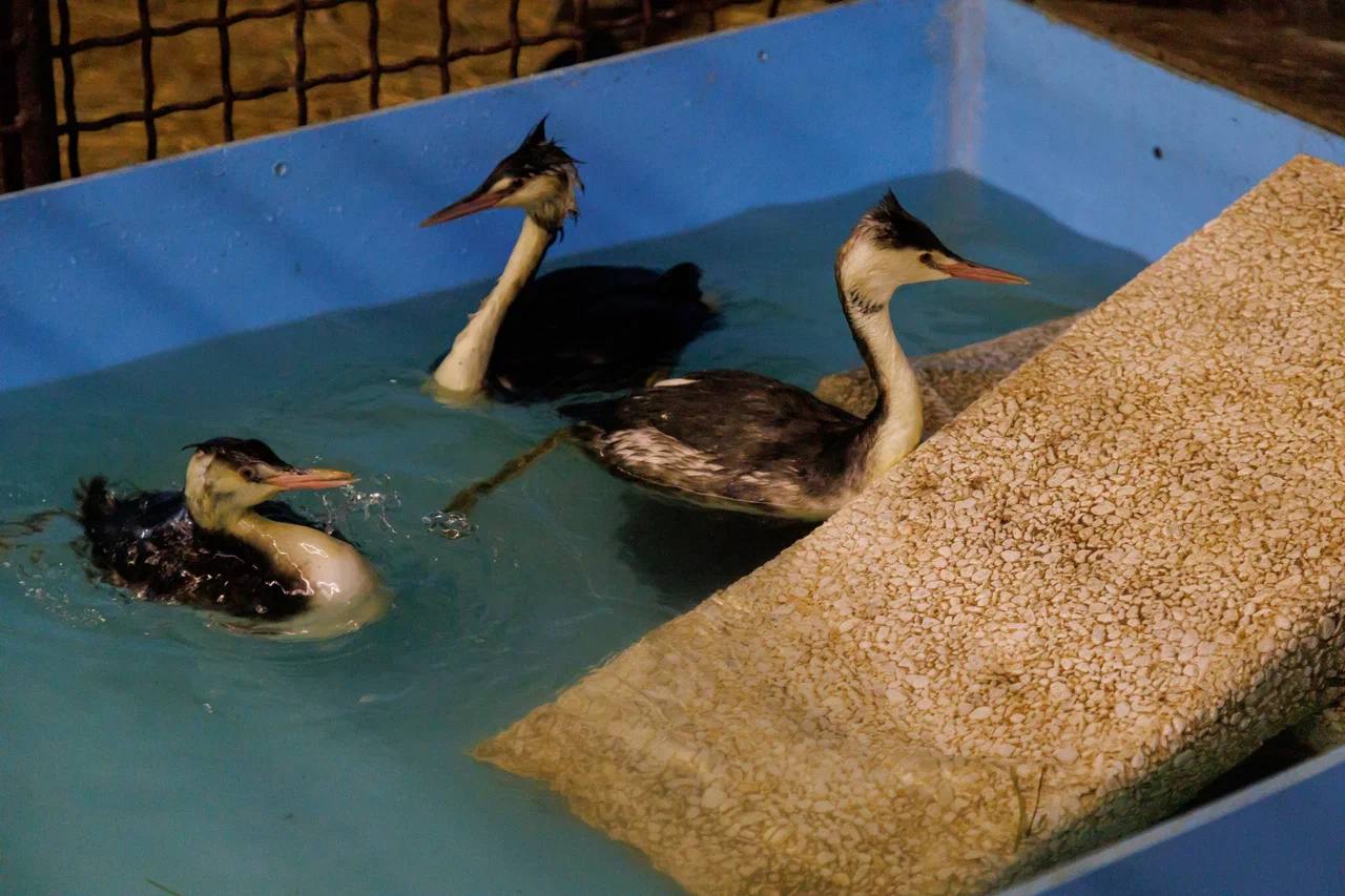 В Грузии начали находить птиц, пострадавших из-за разлива мазута в Черном море