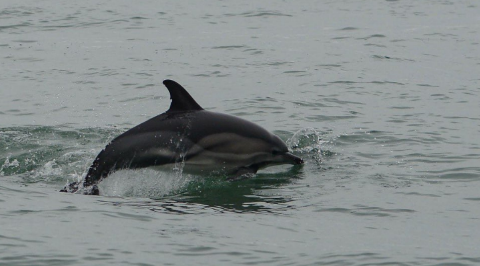 Количество дельфинов, погибших после разлива мазута в Черном море, за неделю выросло в 2 раза