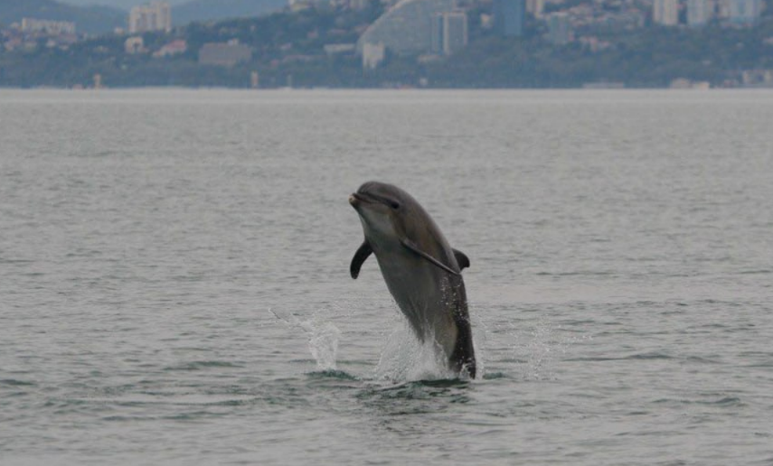 Более 80 дельфинов погибли после разлива мазута в Керченском проливе